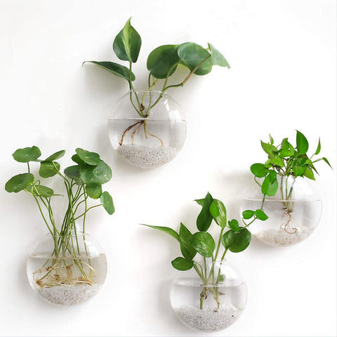 Wall Hanging Planter Glass Hydroponic Vase Plant Pot Terrarium Ball 15cm Hanging Glass Terrariums Planter Flower Vase for Hydroponics Plants, Home Office Living Room Decor, Set of 2 Glass Planters Wall Vase Hanging Planters Round Glass Plant Pots Hanging Air Plant Pots Flower Vase Air Plant Terrariums Wall Hanging Plant Container