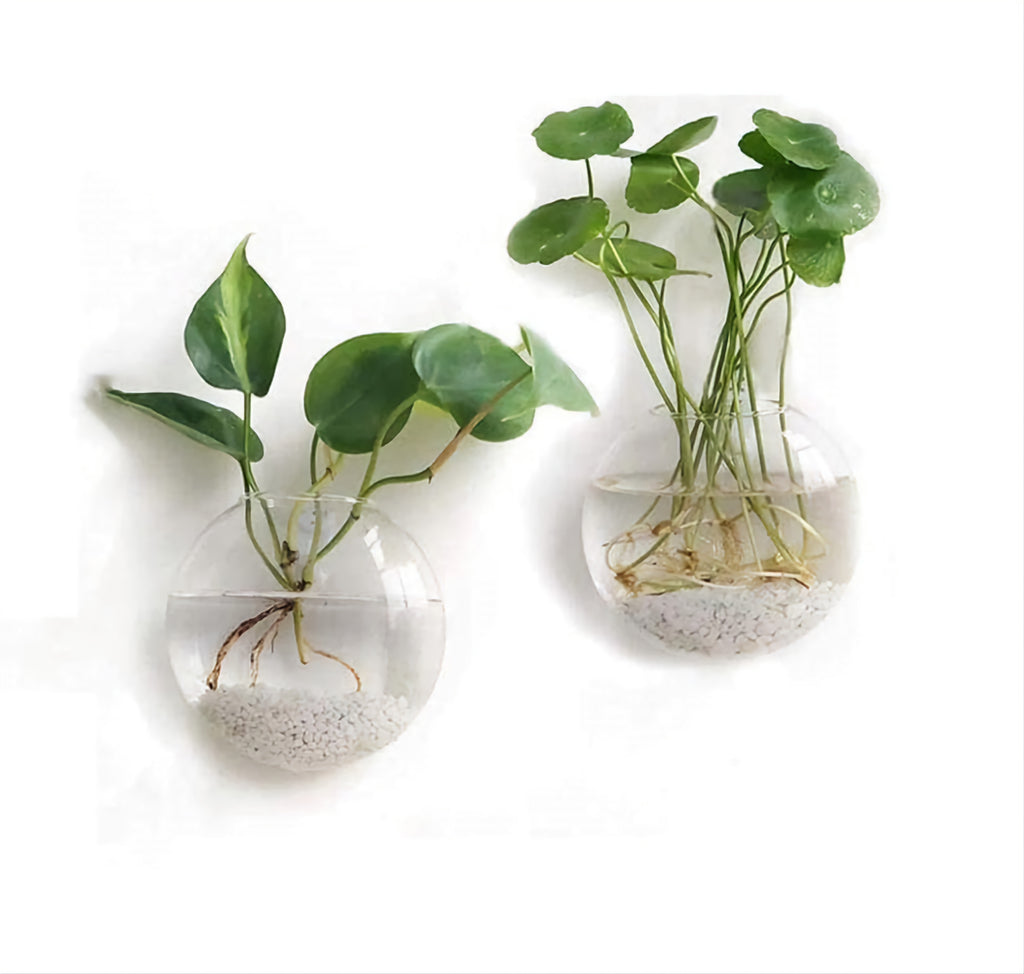 clear glass hanging planter Hanging Clear Glass Hydroponic Terrarium Planter Ball Wall Vase – Palm Gifts